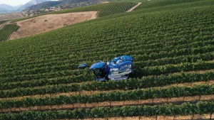 New Holland Braud Grape Harvester